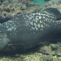 epinephelus_lanceolatus3sd (Epinephelus lanceolatus)