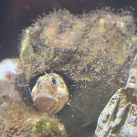 amblyeleotris_guttata1sdjpg ( guttata)
