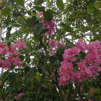 Bougainvillea buttiana (Bougainvillée, Bougainvillier, Bougainvillée de Butt)