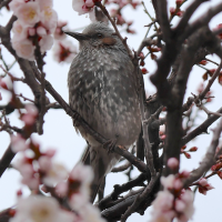 bulbul_a_oreillons_bruns_-_hypsipetes_amaurotis2sd