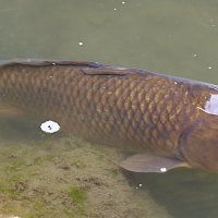 cyprinus_carpio4sd (Cyprinus carpio)