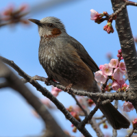 bulbul_a_oreillons_bruns_-_hypsipetes_amaurotis3sd