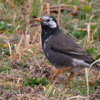 etourneau_gris_-_spodiopsar_cineraceus2sd