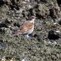 grive_a_ailes_rousses_-_turdus_eunomus1sd (Turdus eunomus)