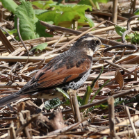 Turdus eunomus (Grive à ailes rousses)