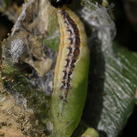 cydalima_perspectalis_chrys3md (Cydalima perspectalis)