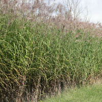 Miscanthus x giganteus (Herbe à éléphant, Miscanthus géant, Roseau de Chine géant)