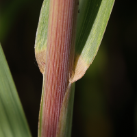 miscanthus_x_giganteus2md