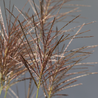 miscanthus_x_giganteus3md