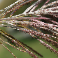 miscanthus_x_giganteus4md