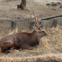 ANIMALIA nippon ssp. yesoensis (Cerf sika d'Hokkaido)