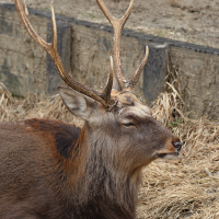 cervus_nippon_yesoensis2sd (ANIMALIA nippon ssp. yesoensis)