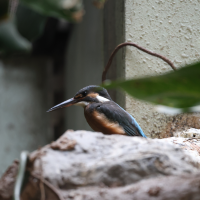 Alcedo atthis ssp bengalensis (Martin-pêcheur d'Europe (bengalensis))