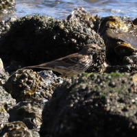 pipit_farlousane_-japonicus-_-_anthus_rubescens_-japonicus-1sd (Anthus rubescens)