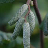 corylus_avellana7md (Corylus avellana)