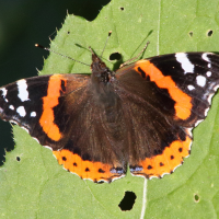 vanessa_atalanta4md (Vanessa atalanta)