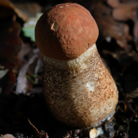 leccinum_quercinum4md