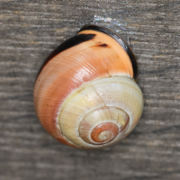 cepaea_nemoralis5md (Cepaea nemoralis)