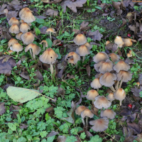 coprinellus_micaceus5md