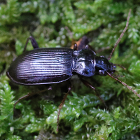 nebria_brevicollis-salina2md