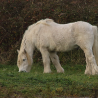 equus_caballus_highland3md (Equus caballus)