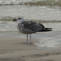 goeland_marin_-_larus_marinus13bd