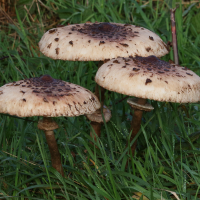 macrolepiota_procera13md