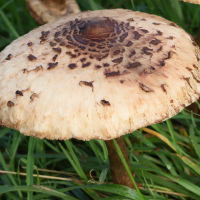 macrolepiota_procera14md