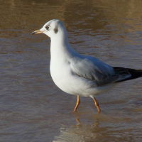 mouette_rieuse_-_chroicocephalus_ridibundus21md (Chroicocephalus ridibundus)