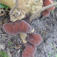 auricularia_auricula-judae7md (Auricularia auricula-judae)