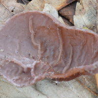 auricularia_auricula-judae8md (Auricularia auricula-judae)