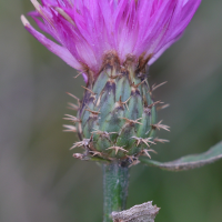 centaurea_aspera7md (Centaurea aspera)