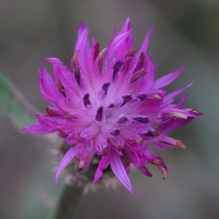 centaurea_aspera8md (Centaurea aspera)