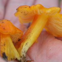 hygrocybe_quieta2md