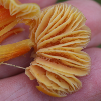 hygrocybe_quieta3md