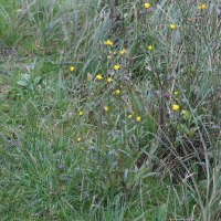 Picris hieracioides (Picride Fausse Epervière)