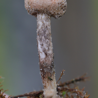 tulostoma_brumale4md