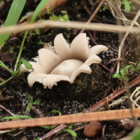 geastrum_fimbriatum2bd