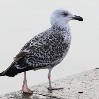 goeland_marin_-_larus_marinus14md