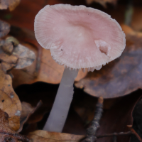 mycena_rosea4md