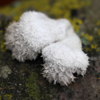 schizophyllum_commune8md