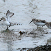 becasseau_variable_-_calidris_alpina10bd (Calidris alpina)