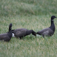 bernache_cravant_-_branta_bernicla9md (Branta bernicla)