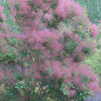 cotinus_coggygria10md (Cotinus coggygria)