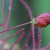 cotinus_coggygria11md (Cotinus coggygria)