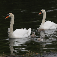 cygne_tubercule_-_cygnus_olor16md (Cygnus olor)