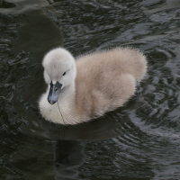 cygne_tubercule_-_cygnus_olor17md (Cygnus olor)