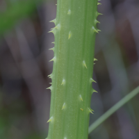 dipsacus_fullonum7md (Dipsacus fullonum)