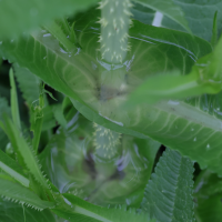 dipsacus_fullonum8md (Dipsacus fullonum)