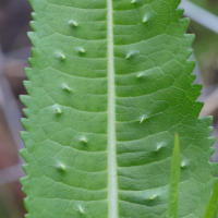 dipsacus_fullonum9md (Dipsacus fullonum)